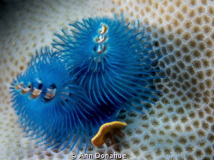Perfect for a blue Christmas! Double Christmas tree worms... by Ann Donahue 